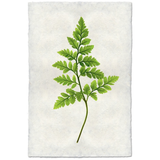 Bundle & Save Fern #1 + Fern #3 + Fern #6